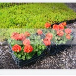 pelargonie, jednoroczne rabatowe